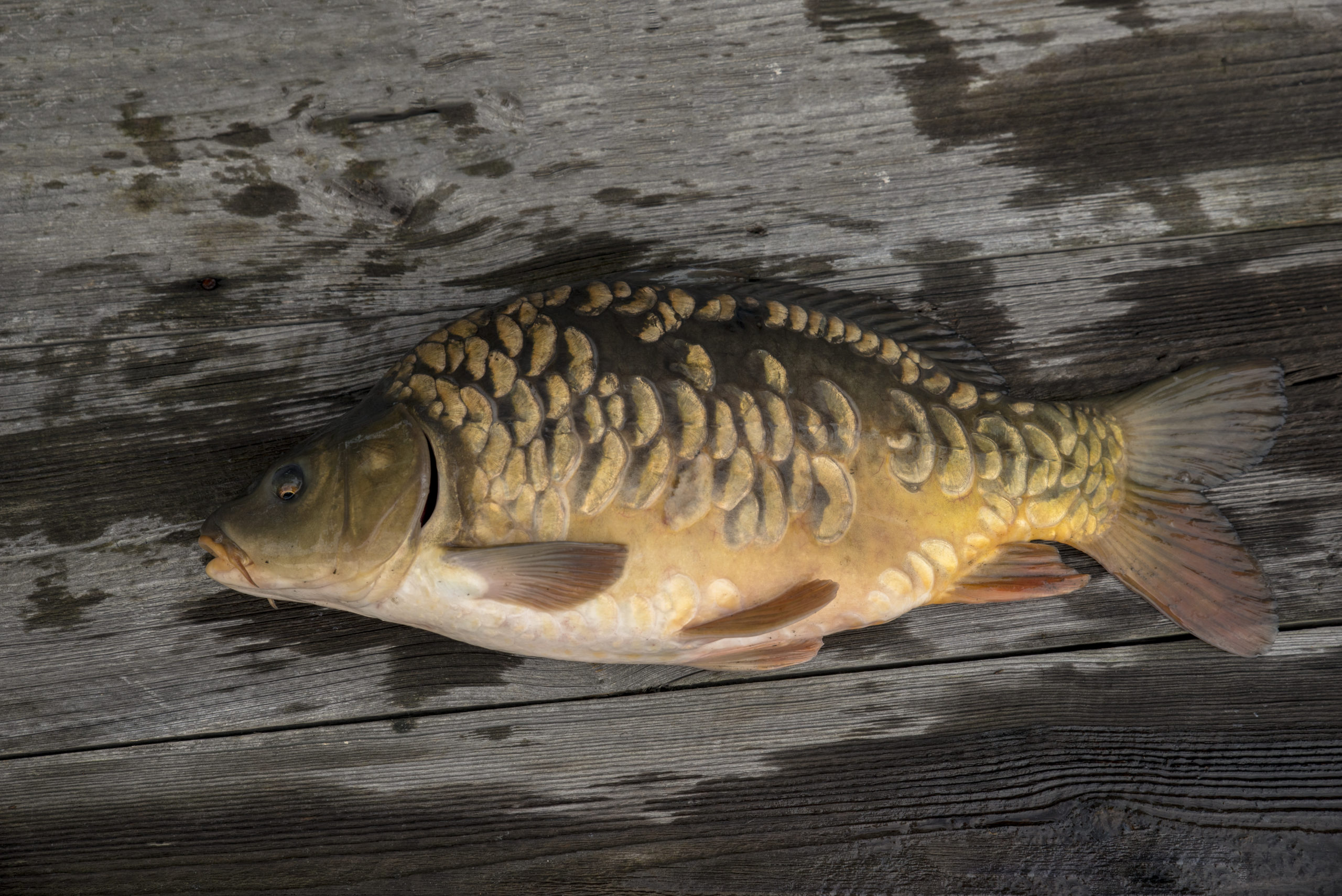 Tradycja i ekologia w zgodzie z naturą